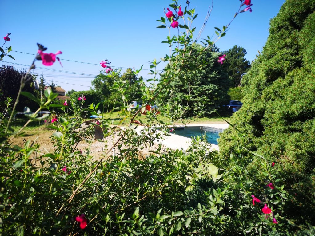 Une piscine inox Haliades au mileu des fleurs